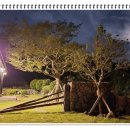 제주살가 이미지