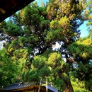 침류정(枕流亭) 이미지