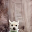 안나 펫 살롱 이미지