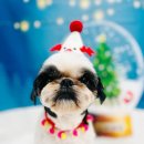 다올미르 이미지