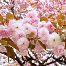 창유국제여행사(주) | 충남 천안 가볼만한곳 절 각원사 겹벚꽃 큰 불상