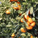 일화농장 이미지