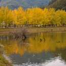 은행나무 이미지