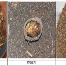 지리산 굼벵이 이미지
