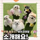 쉐이크테일 애견미용 살롱 | [ 쉐이크테일 / 평택애견유치원&amp;평택애견호텔 ] 쉐이크테일 호텔, 한 눈에 보기!✨🏨