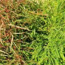 예쁜여우 이미지