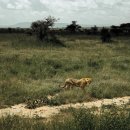 세렝게티