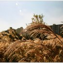 공항교강변공원 이미지