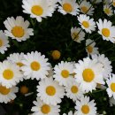 데이지 이미지