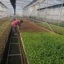 용흥농장 이미지