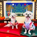 놀러오개 애견유치원 애견호텔 동대문점 이미지