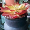 월금농장 이미지