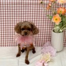 씻고놀개 이미지