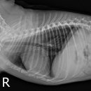 12/23 테오 검사 자료(혈액검사, X-ray, 복부 초음파) 뿌리동물병원 이미지