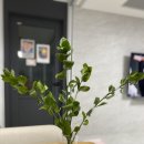 송이네농장 | 사랑꽃농장: 꽃으로 플라워테라피, 꽃농장 직배송 구매후기