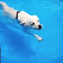 힐링독파크 이미지