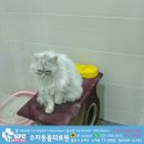 수지동물의료원 이미지