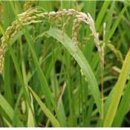 용안농약사 이미지