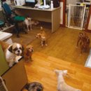 올바른 반려견 보호자 교육 이미지