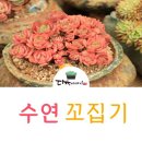 수연다육 이미지