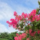 서원레저(주) 6호 | 서울 배롱나무 명소 월드컵경기장 담소정 실시간 후기