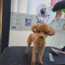 와와리 애견미용 이미지