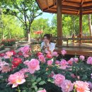 중리체육공원 | [대구여행] 중리체육공원, 그린웨이 장미원, 서구 퀸스로드 장미명소