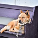 월내물양장 이미지