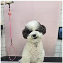 메리몰펫샵 이미지