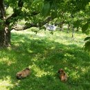 용용농장 이미지