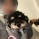 호두네 맡겨보개 이미지