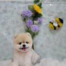 오늘도 아름답개 이미지