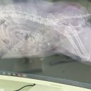 재영 동물병원 이미지