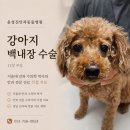 대광산소 - 양천구 | 강아지 눈 뿌옇게 보인다면? 성숙 백내장 수술 과정과 회복 후기
