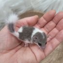 와우펫앤쥬(기장점) 이미지