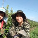 애란농장 이미지