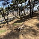 다둥 반려견 호텔 유치원 이미지