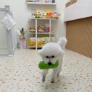 러버몽 이미지