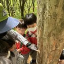 🌳건지유아숲체험🌳 이미지