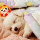 황제애견 이미지