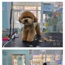 뷰티 앤 도그쇼 이미지