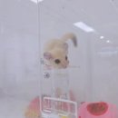 햄동대장