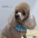 하늬동물병원 이미지