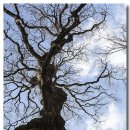 고목나무 이미지