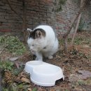 고양이세수 Daum카페
