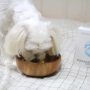 리잔피오