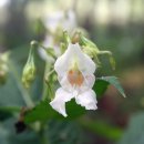 봉선화의원 이미지