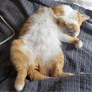 Two sleepy, stretchy kitties 이미지