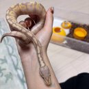 몽몽테일 | 제 1회 솜빵 테마파크 OPEN🎡 (feat. 절지동물 페스티벌 2025)