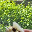 지에스25양산소토점 이미지